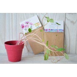 Sachet de graines kraft