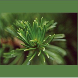 Pot cube bois mini avec graines d'épicéa en boite Star-Box - Epicéa