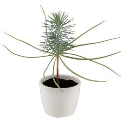 Pot céramique blanc 8 cm sapin de noël