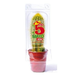 Mini serre 1 pot cactus