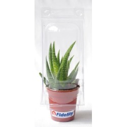 Mini serre 1 pot cactus