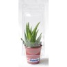 Mini serre 1 pot cactus