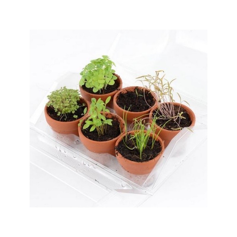 Serre 6 pots plantes aromatiques bio