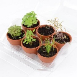 Serre 6 pots plantes aromatiques bio