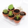 Serre 6 pots plantes aromatiques bio