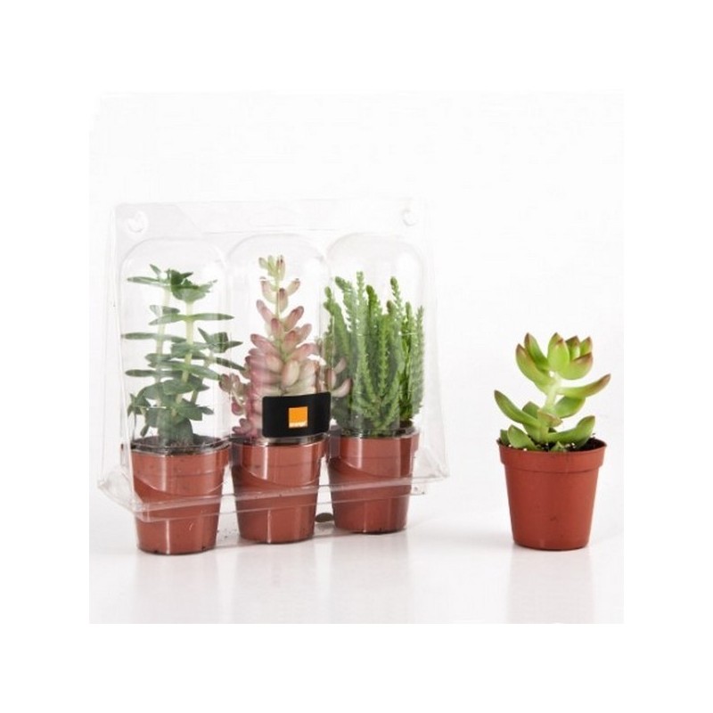 3 plantes grasses en serre
