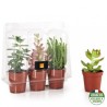 3 plantes grasses en serre