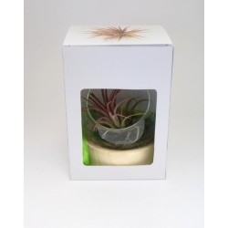 Mini terrarium globe avec socle en bois