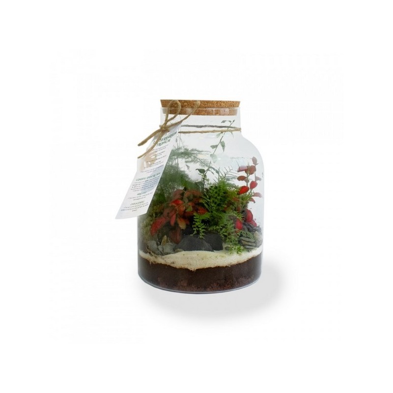 Terrarium tropical confort