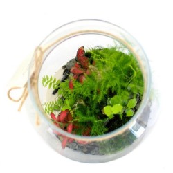Terrarium tropical confort
