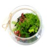 Terrarium tropical confort