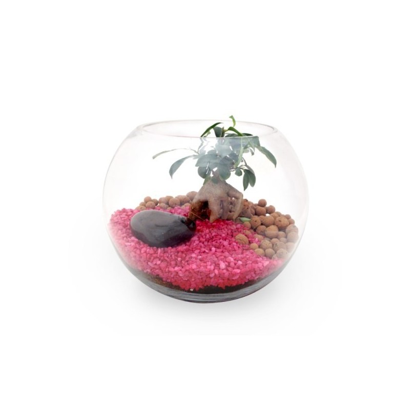 Kit terrarium grand modèle 19cm - ficus ginseng