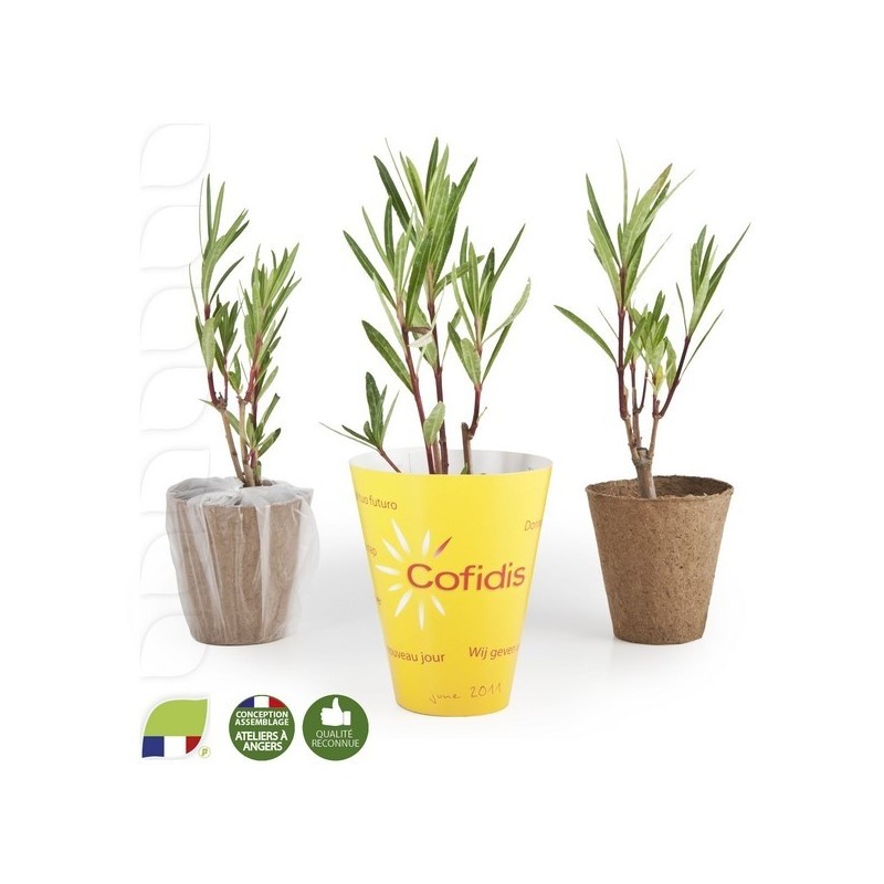 Petit plant de Laurier rose en pot biodégradable