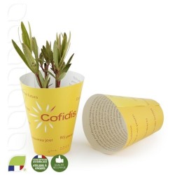 Petit plant de Laurier rose en pot biodégradable