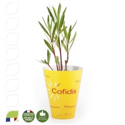 Petit plant de Laurier rose en pot biodégradable