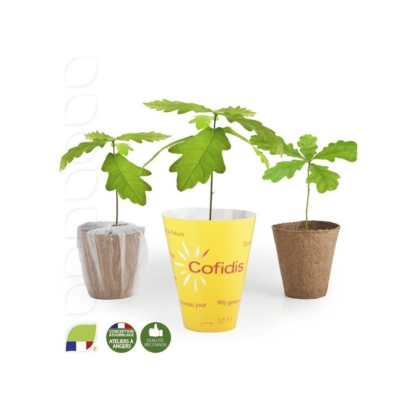 Petit plant de Chêne en pot biodégradable