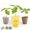 Petit plant de Chêne en pot biodégradable