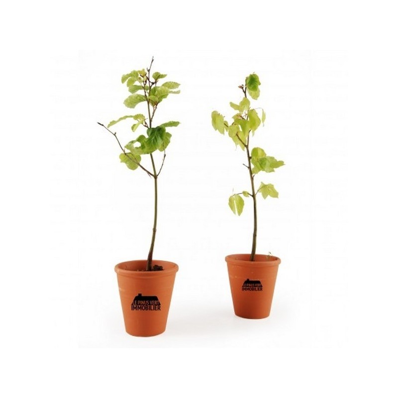 Plant de hêtre pot terre cuite