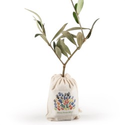 Plant d'Olivier en pochon coton