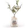 Plant d'Olivier en pochon coton
