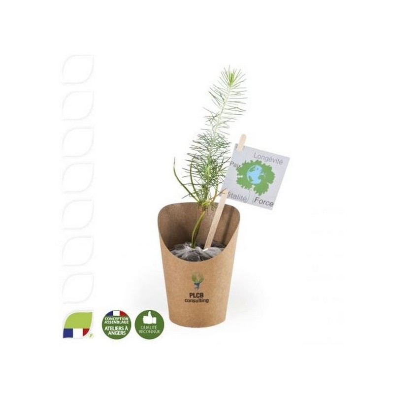 Petit plant de pin en pot carton kraft