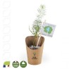 Petit plant de pin en pot carton kraft