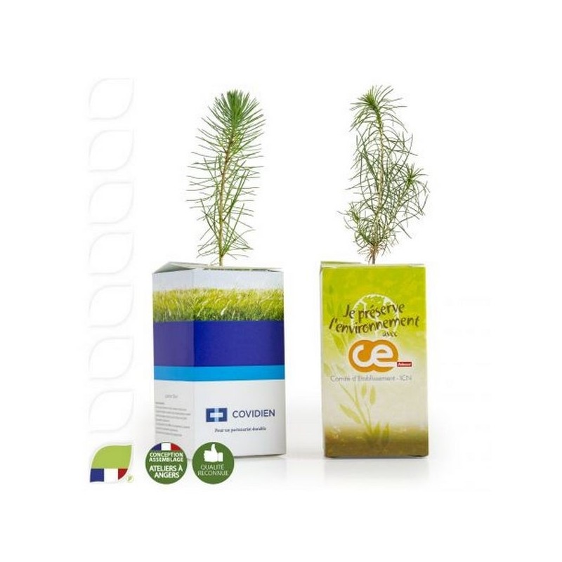 Petit plant plant de pin en cube carton imprimé