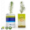 Petit plant plant de pin en cube carton imprimé