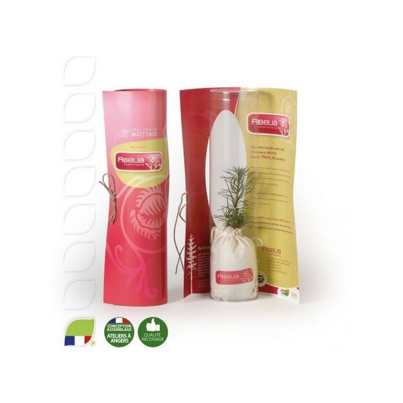 Petit plant de pin personnalisé