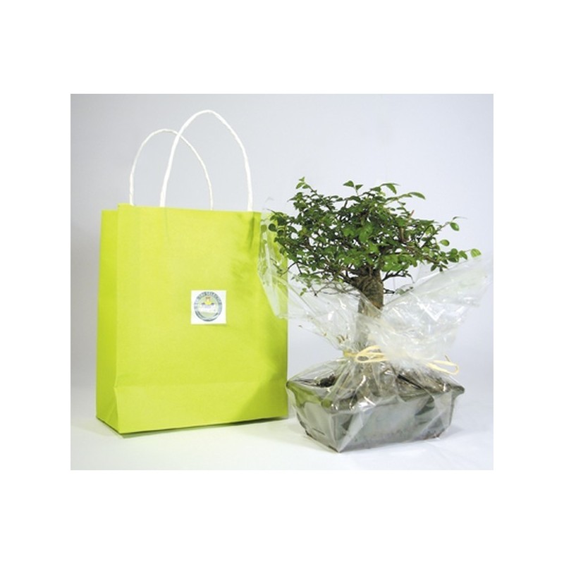 Bonsaï en sac kraft