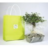 Bonsaï en sac kraft