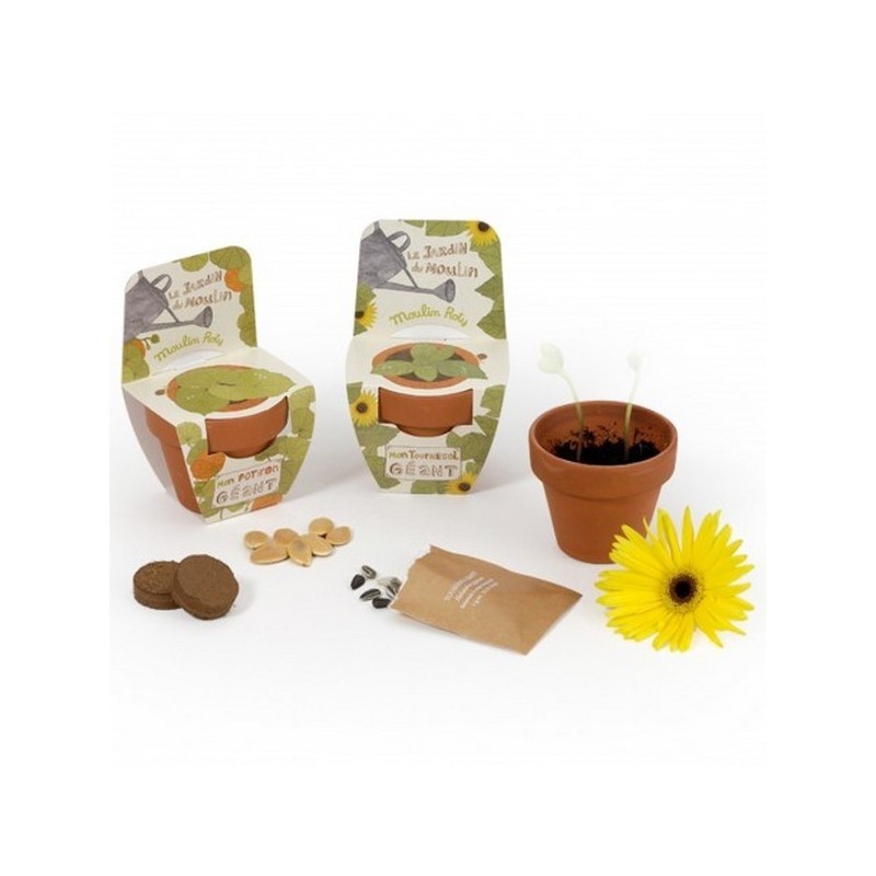 Pot en terre cuite 70 mm avec graines à faire pousser modèle avec fronton