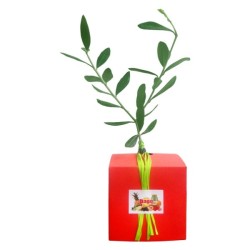 Plant d'arbre en cube