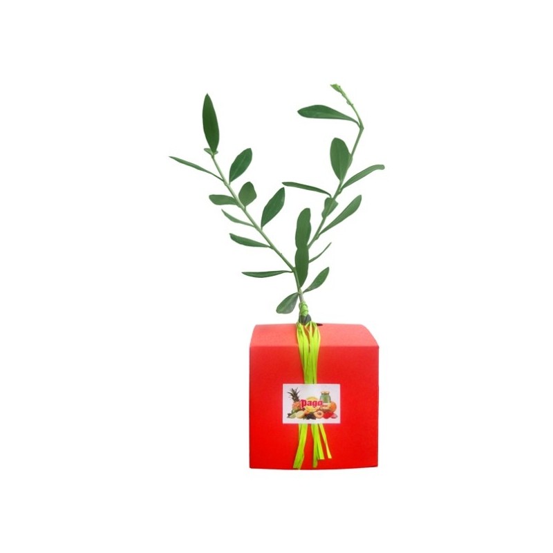 Plant d'arbre en cube