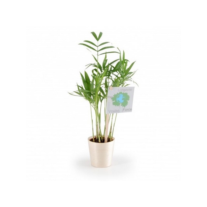 Plante dépolluante en pot bois