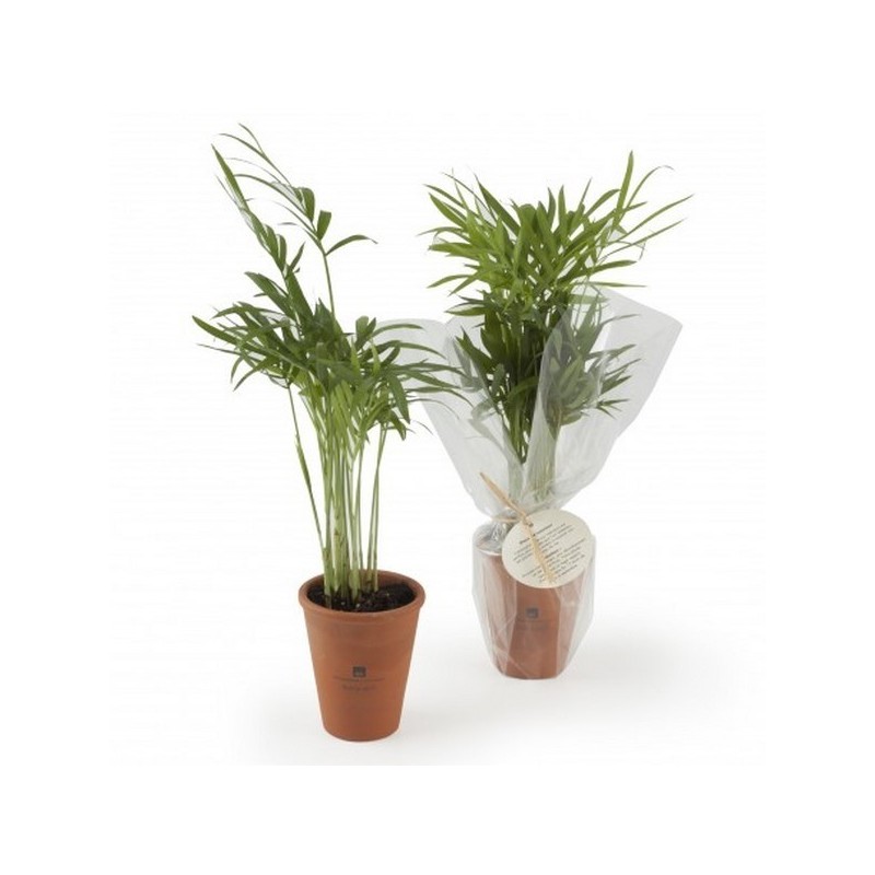 Plante dépolluante en pot terre cuite