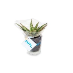 Plante dépolluante - vase en verre