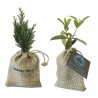 Mini plant d'arbre en pochon : olivier, sapin, buis