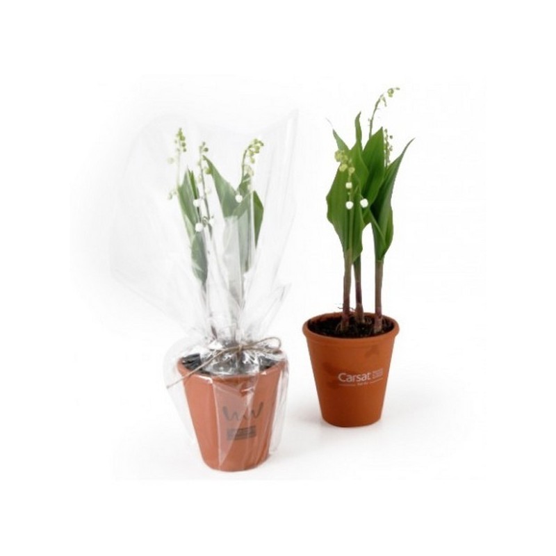 Plant de muguet en pot