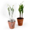 Plant de muguet en pot