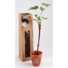 Cep de vigne en pot cadeau