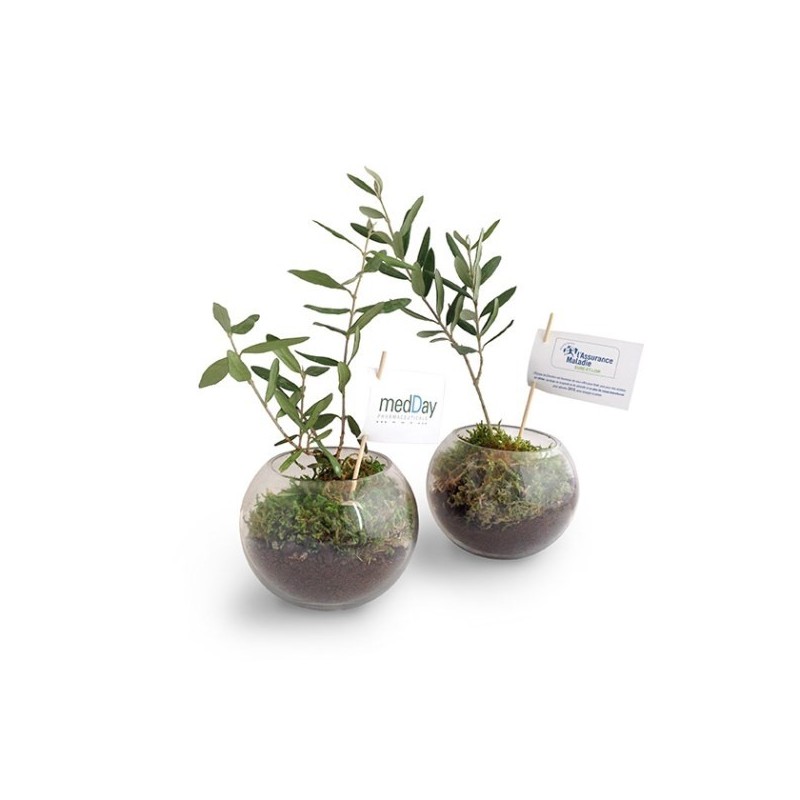 Plant d'olivier sous globe verre