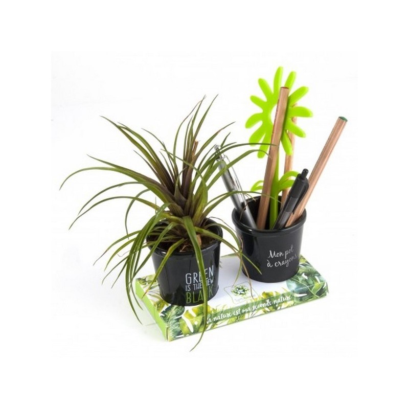 Duo de pots à crayons avec plante grasse