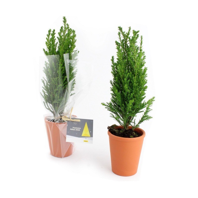 Mini sapin en pot terre cuite 7cm