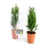 Mini sapin en pot terre cuite 7cm