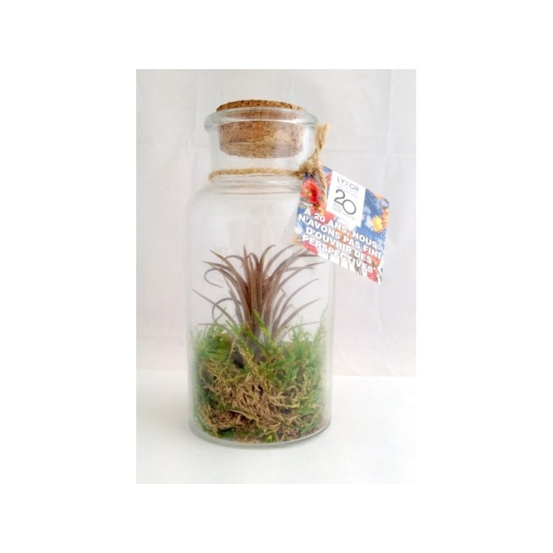 Tillandsia en bouteille 16cm