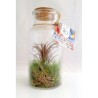 Tillandsia en bouteille 16cm