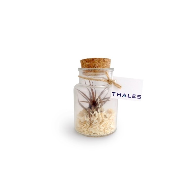 Tillandsia en bouteille 11cm