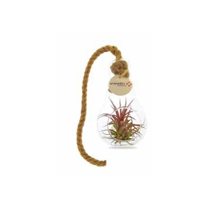 Tillandsia en ampoule