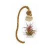 Tillandsia en ampoule